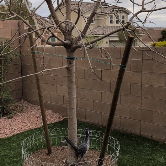 Photo of the plant species Chinese Pistache by @HighBuroak43 named Osmo on Greg, the plant care app