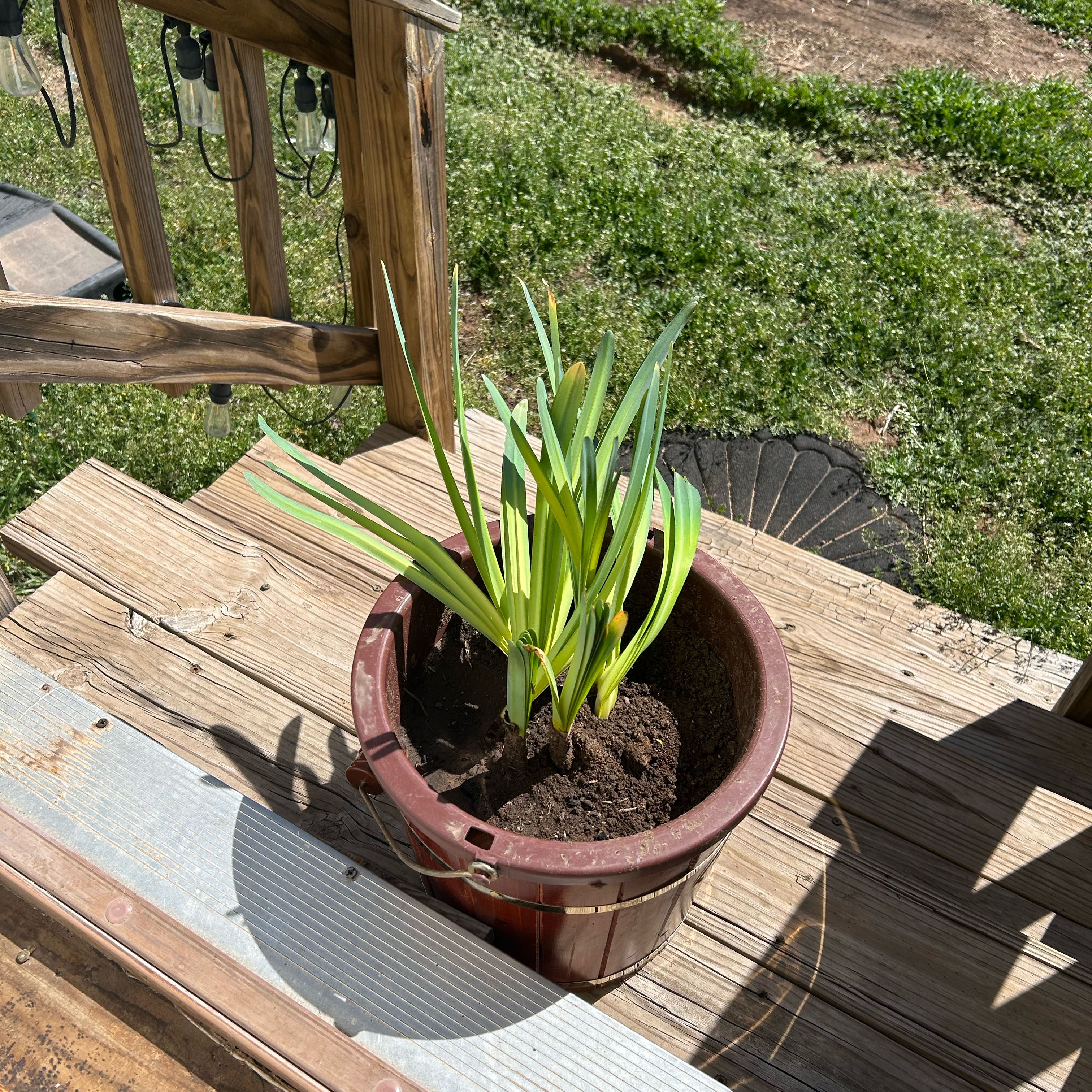 Photo of the plant species Naked Lady by @SwellTaro1 named Figyonce on Greg, the plant care app
