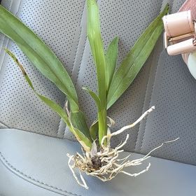 Photo of the plant species Brassia Rex by @RoundCliffmaids named Gobi on Greg, the plant care app