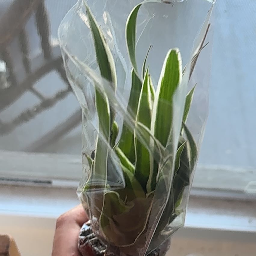 Photo of the plant species Green False Hellebore by @SereneTitanarum named Fernie Saunders on Greg, the plant care app