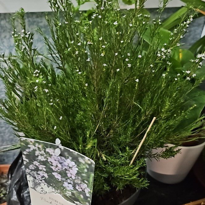 Photo of the plant species Diosma hirsuta by @HelperRye82 named Tree Diddy on Greg, the plant care app