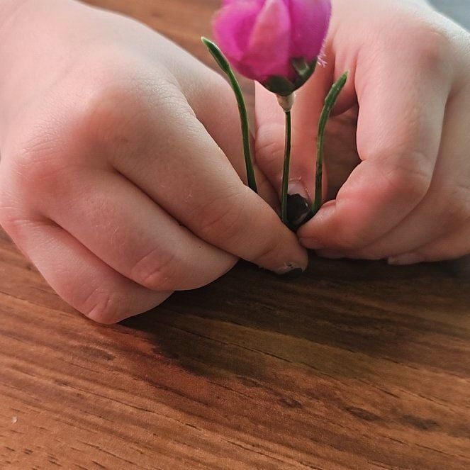 Photo of the plant species Caley Pea by @SirColeus53 named Girlfrond on Greg, the plant care app