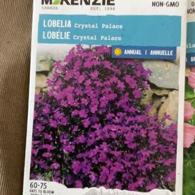 Photo of the plant species Lobelia 'Crystal Palace' by @NewBushhoya94 named Leonardo on Greg, the plant care app