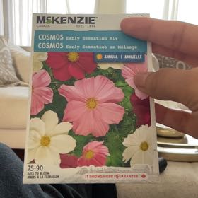 Photo of the plant species Cosmos 'Early Sensation Mix' by @NewBushhoya94 named Harper on Greg, the plant care app