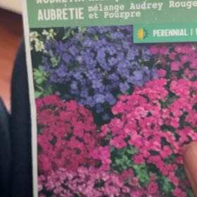 Photo of the plant species Croatian Aubretia by @NewBushhoya94 named Leaf Erickson on Greg, the plant care app