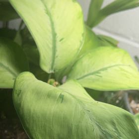 Photo of the plant species Camo Dumb Cane by @NiceKaramu35 named Athena on Greg, the plant care app