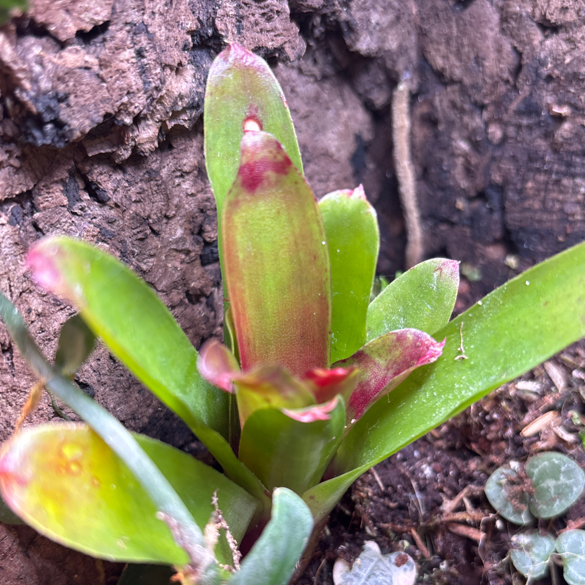 Photo of the plant species Neoregelia 'Fireball' by @AspiringRedpine named Athena on Greg, the plant care app