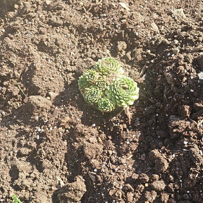 Photo of the plant species Sempervivum arachnoideum 'Stansfieldii' by @BuffDevilsclaw named Anne on Greg, the plant care app