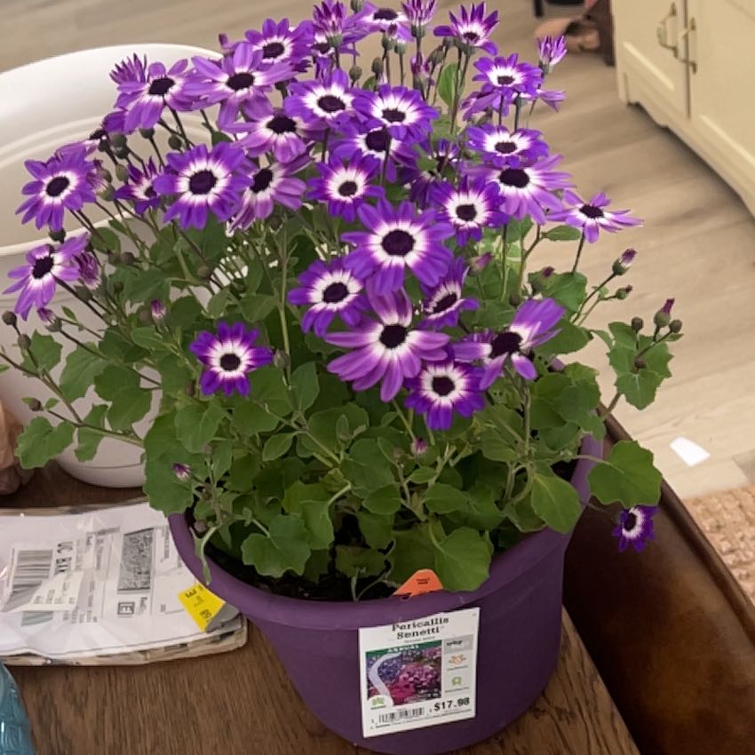 Photo of the plant species Pericallis 'Senetti Blue' by @NimbleHorsemint named Fernie Saunders on Greg, the plant care app