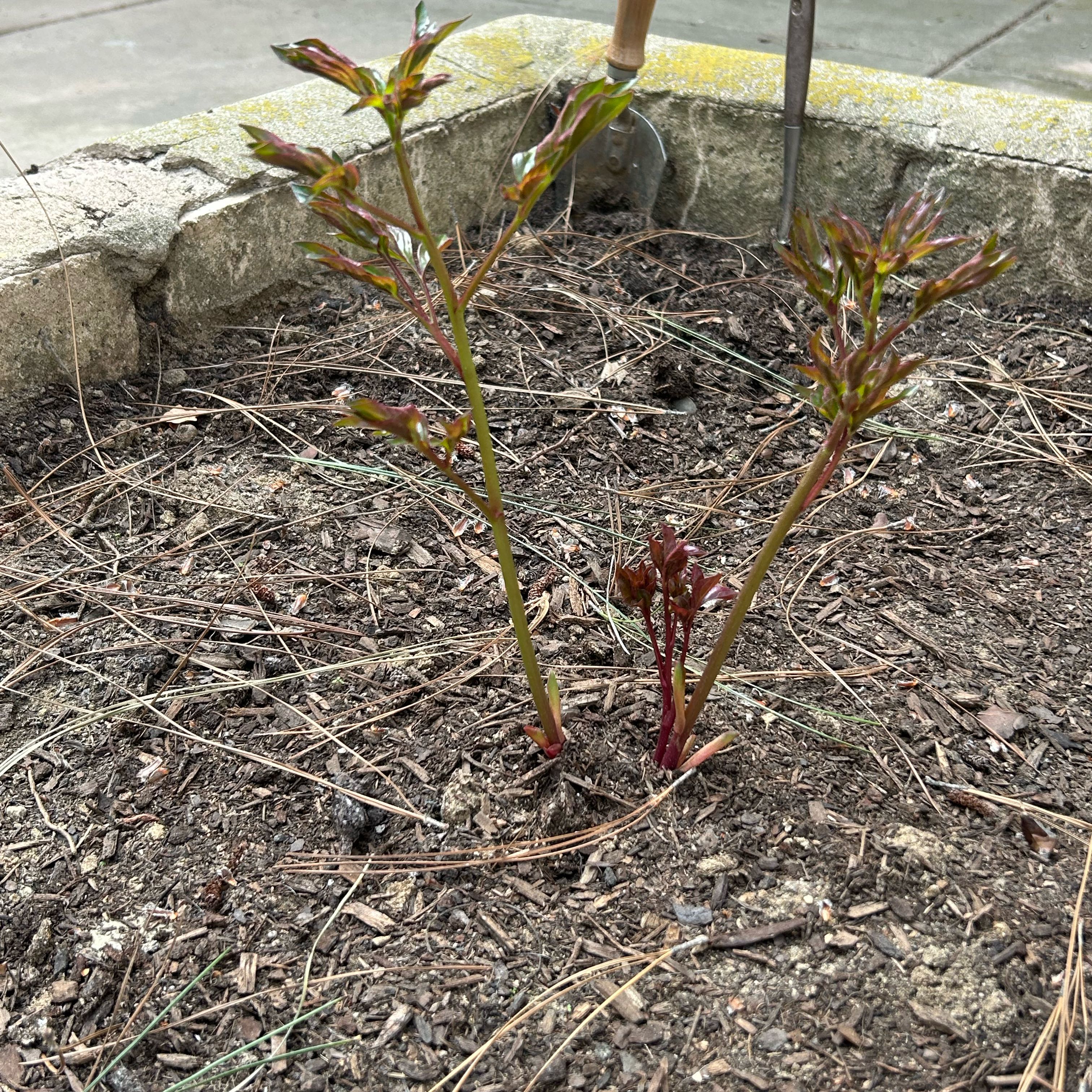 Photo of the plant species Peonies by @HeroTievine78 named My Beauties on Greg, the plant care app