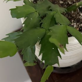 Photo of the plant species Christmas Cactus by @AlternateMum86 named Orwell on Greg, the plant care app