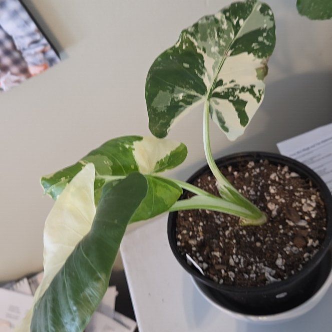 Photo of the plant species Alocasia Appaloosa Gold by @Candigirl named Hemingway on Greg, the plant care app