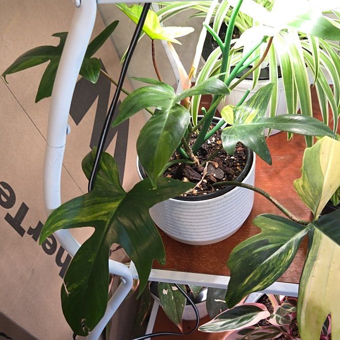 Photo of the plant species Philodendron 'Florida Beauty' by @Candigirl named Miley on Greg, the plant care app