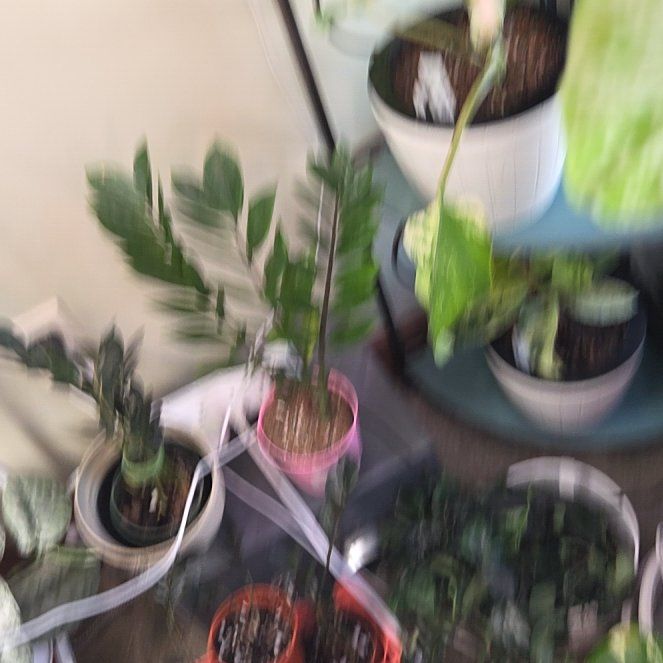 Photo of the plant species Philodendron Jose Bueno Fiesta by @Candigirl named Keanu Leaves on Greg, the plant care app