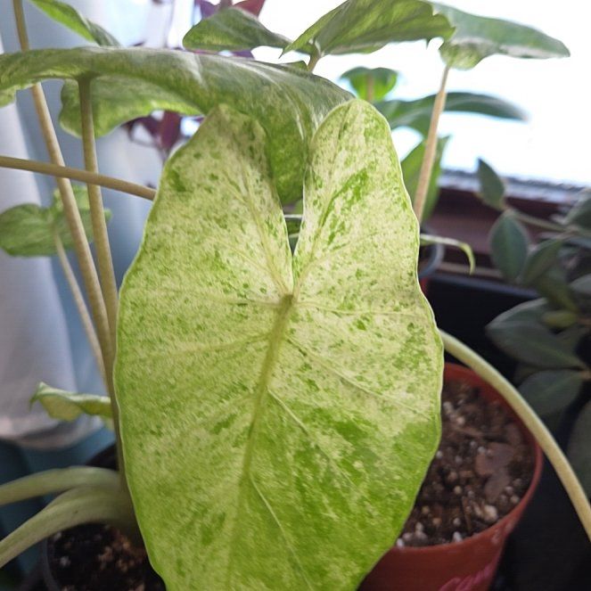 Photo of the plant species Alocasia Blizzard by @Candigirl named Tree Diddy on Greg, the plant care app
