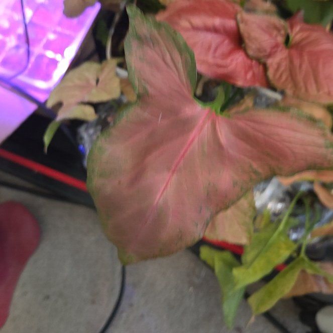 Photo of the plant species Sygonium Orm Nak by @Candigirl named Sahara on Greg, the plant care app
