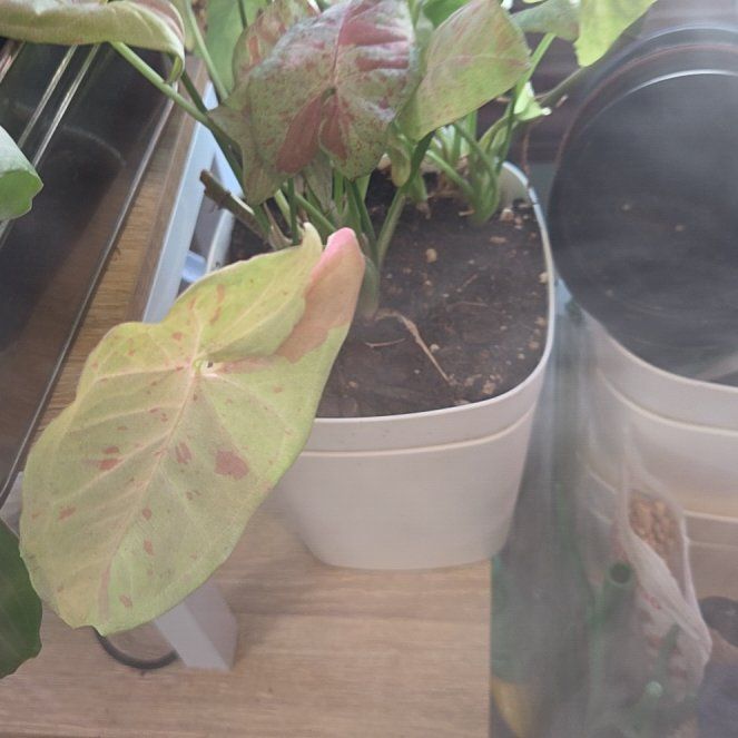 Photo of the plant species Milk Confetti Syngonium by @Candigirl named Athena on Greg, the plant care app