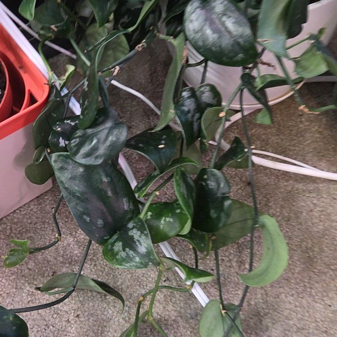 Photo of the plant species Scindapsus treubii 'Dark Form' Variegated by @Candigirl named Madonna on Greg, the plant care app