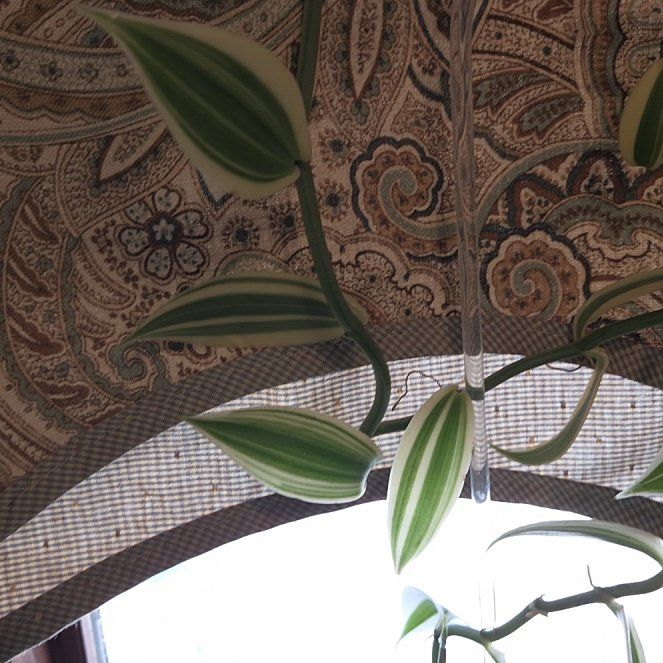 Photo of the plant species vanilla orchid by @Candigirl named Einstein on Greg, the plant care app