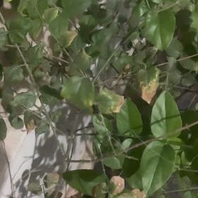 Photo of the plant species Surinam Cherry by @FavoredMakura99 named Osmo on Greg, the plant care app
