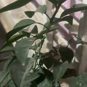 Photo of the plant species Mock Orange by @FavoredMakura99 named Girlfrond on Greg, the plant care app