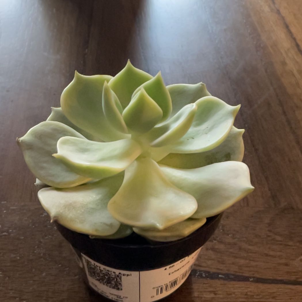 Photo of the plant species Echeveria 'Madiba' by @SweetStickysage named Sahara on Greg, the plant care app