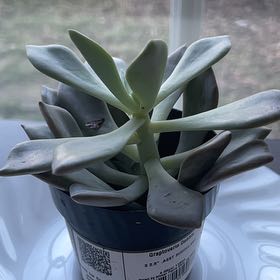 Photo of the plant species Graptoveria Debbi by @StableTomato50 named Debbie on Greg, the plant care app
