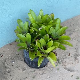 Photo of the plant species Flaming Torch by @GiftedSeagrapes named Drake on Greg, the plant care app