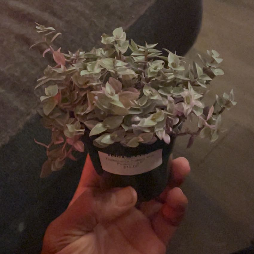 Photo of the plant species Tradescantia Pink Panther by @VitalRainbow26 named Stella on Greg, the plant care app