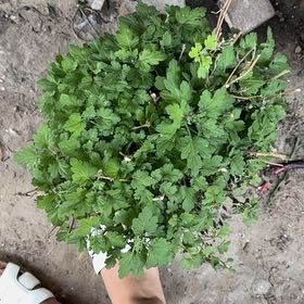 Photo of the plant species Garden Mum 'Leo' by @YummyFringetree named Leonardo on Greg, the plant care app