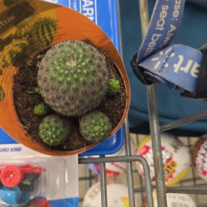 Photo of the plant species Rebutia canigueralii by @HipBacopa15 named Gregarious on Greg, the plant care app