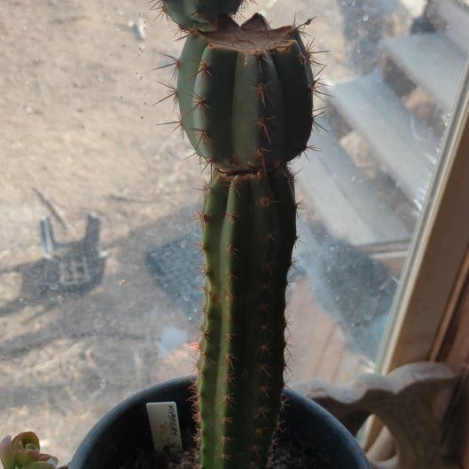 Photo of the plant species Bolivian Torch by @VipRedwood81 named Sahara on Greg, the plant care app