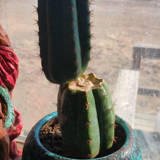 Photo of the plant species Trichocereus macrogonus by @VipRedwood81 named Shaman's Dream on Greg, the plant care app