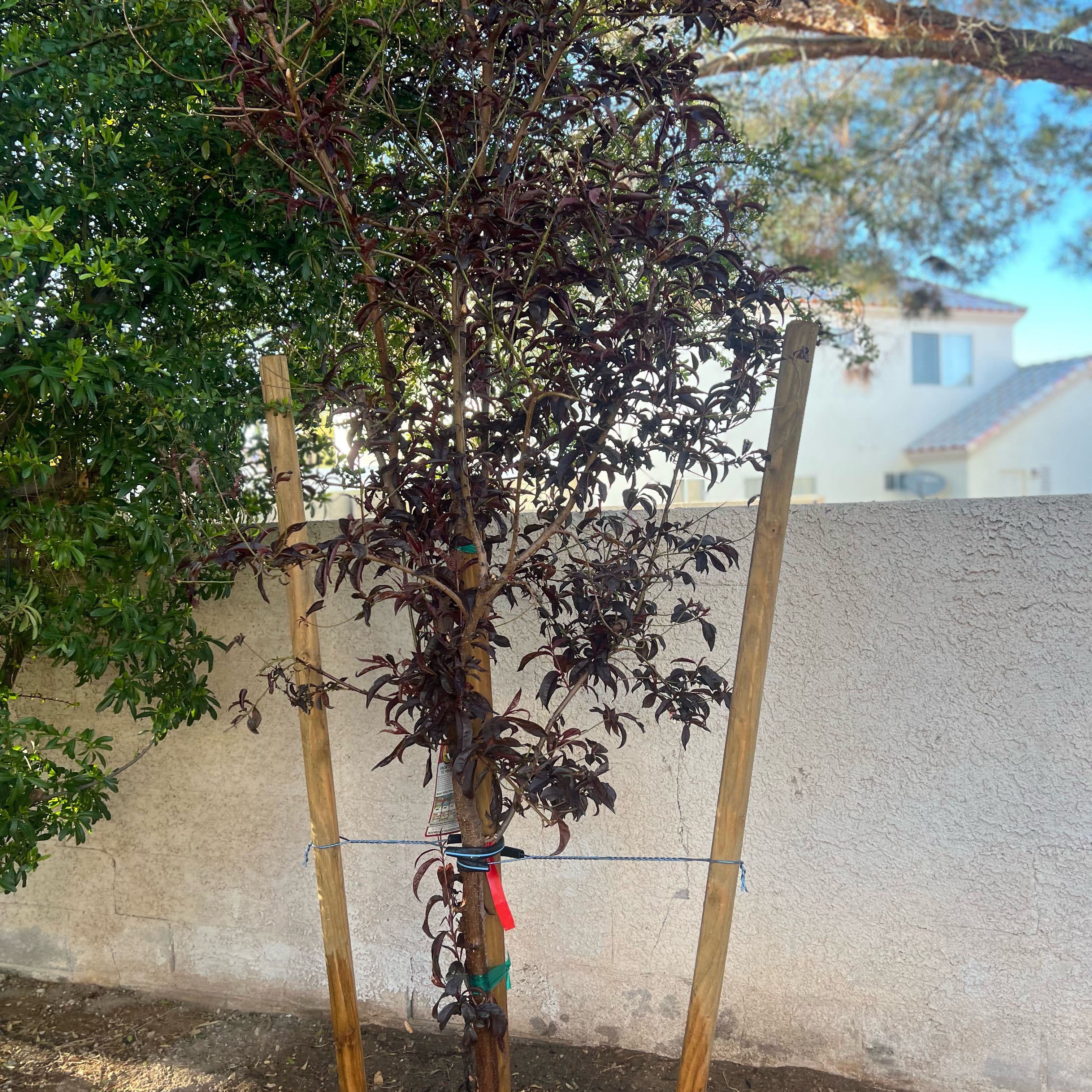 Photo of the plant species Spice Zee NectaPlum Tree by @LeisuredRuby named Coco on Greg, the plant care app