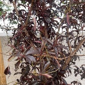 Photo of the plant species Spice Zee NectaPlum Tree by @LeisuredRuby named Curie on Greg, the plant care app