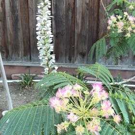 Photo of the plant species Silk Tree by @MarkedFishhooks named Leonardo on Greg, the plant care app