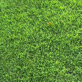 Photo of the plant species Kikuyugrass by @MarkedFishhooks named Girlfrond on Greg, the plant care app