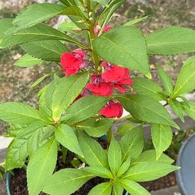 Photo of the plant species Balsam by @MarkedFishhooks named Doja Cat on Greg, the plant care app