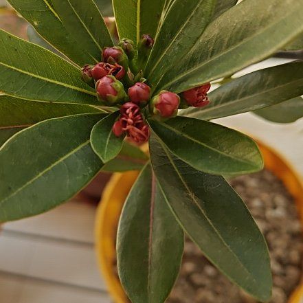 Photo of the plant species Red Penda by @OpenlyScaldweed named Eva on Greg, the plant care app