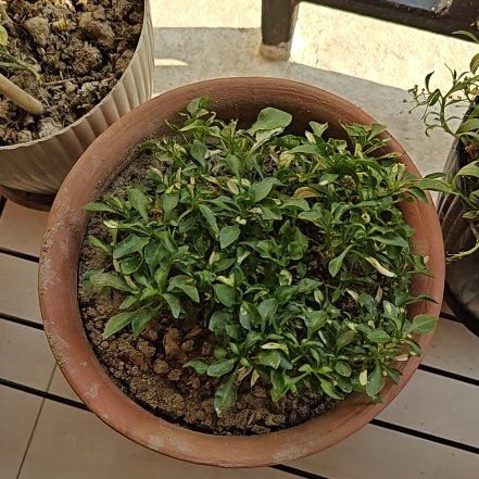 Photo of the plant species True Yellow Alternanthera by @OpenlyScaldweed named Diana on Greg, the plant care app