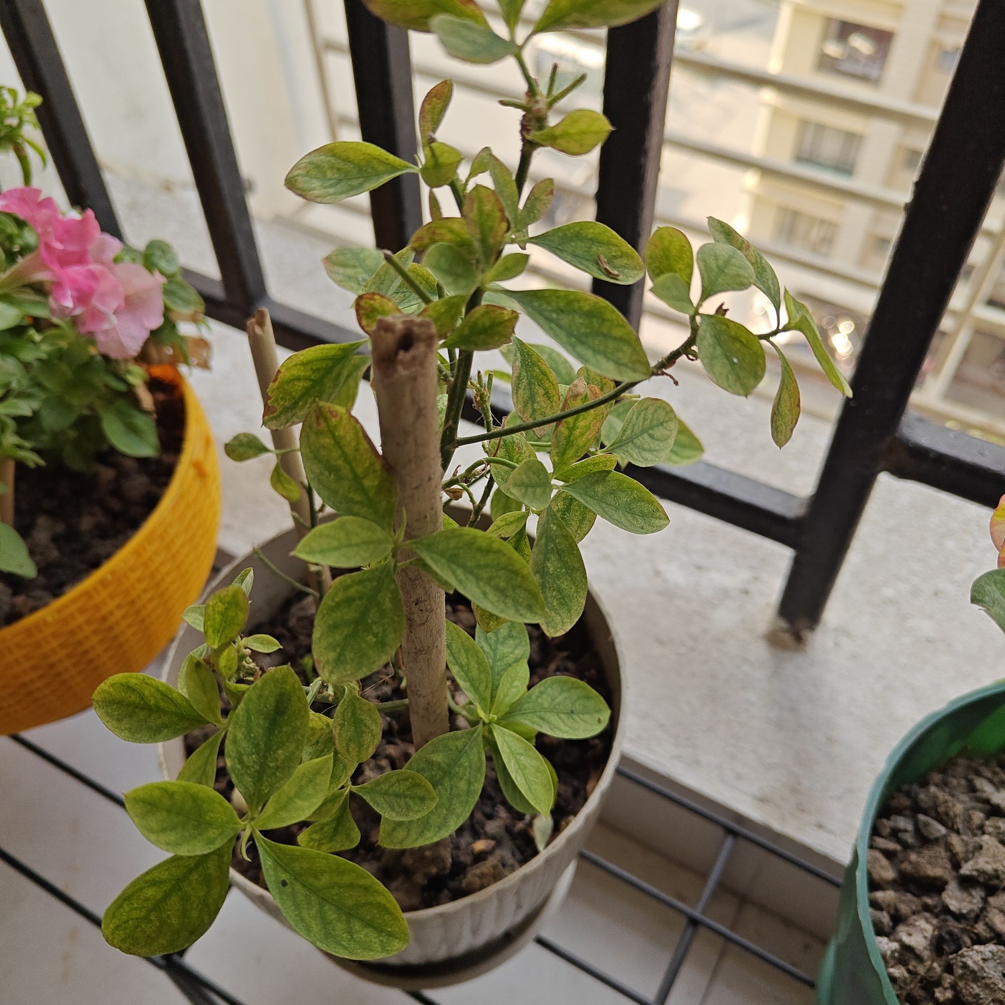Photo of the plant species Yellow Flax by @OpenlyScaldweed named Leonardo on Greg, the plant care app