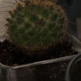 Photo of the plant species Mammillaria 'Ginsa Maru' by @AliveBlue15 named Curie on Greg, the plant care app