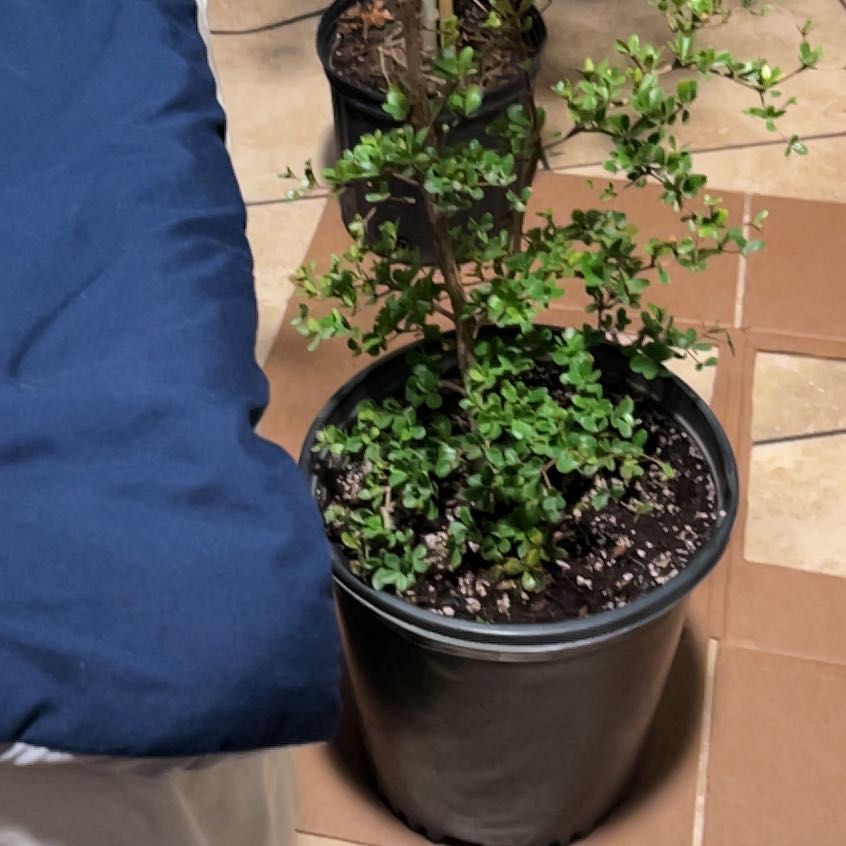 Photo of the plant species Shady Lady Black Olive by @AliveBlue15 named Shady Lady on Greg, the plant care app