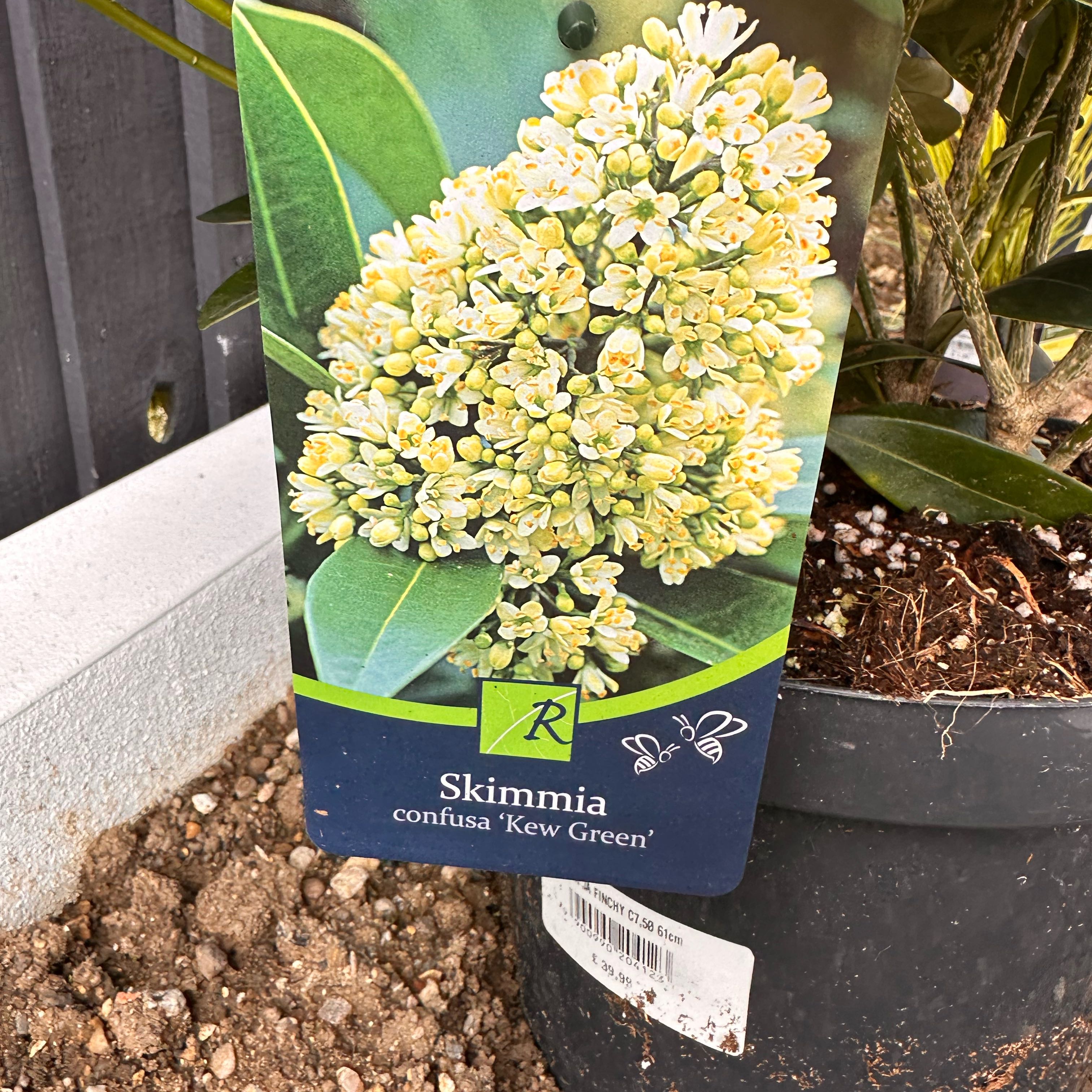Photo of the plant species Kew Green Skimmia by @AngelicPurei55 named Oscar on Greg, the plant care app