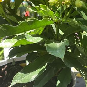 Photo of the plant species Spurgelaurel by @WelefulKudulily named Peter Parker on Greg, the plant care app