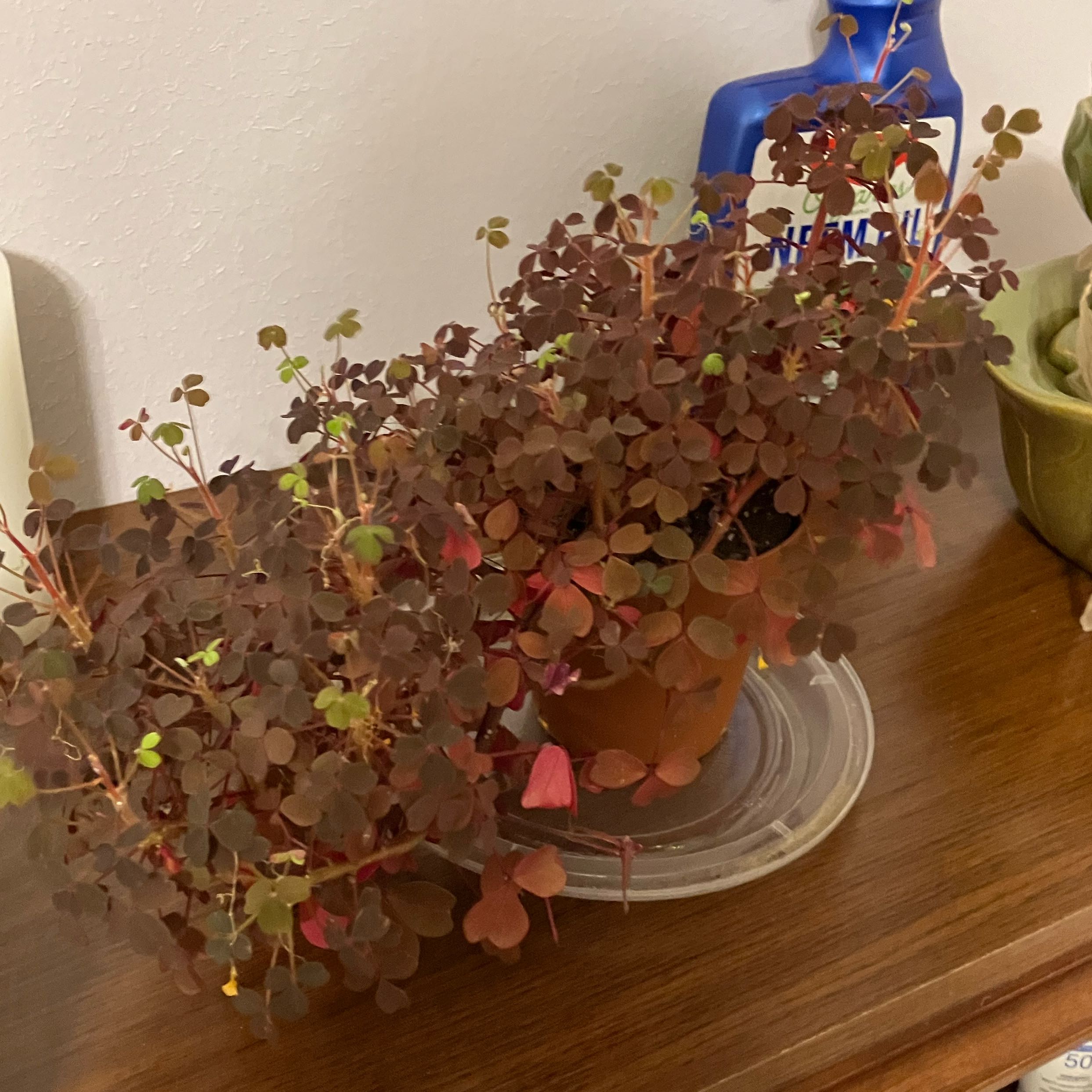 Image of a Creeping Woodsorrel plant with reddish-brown leaves in a pot on a saucer.