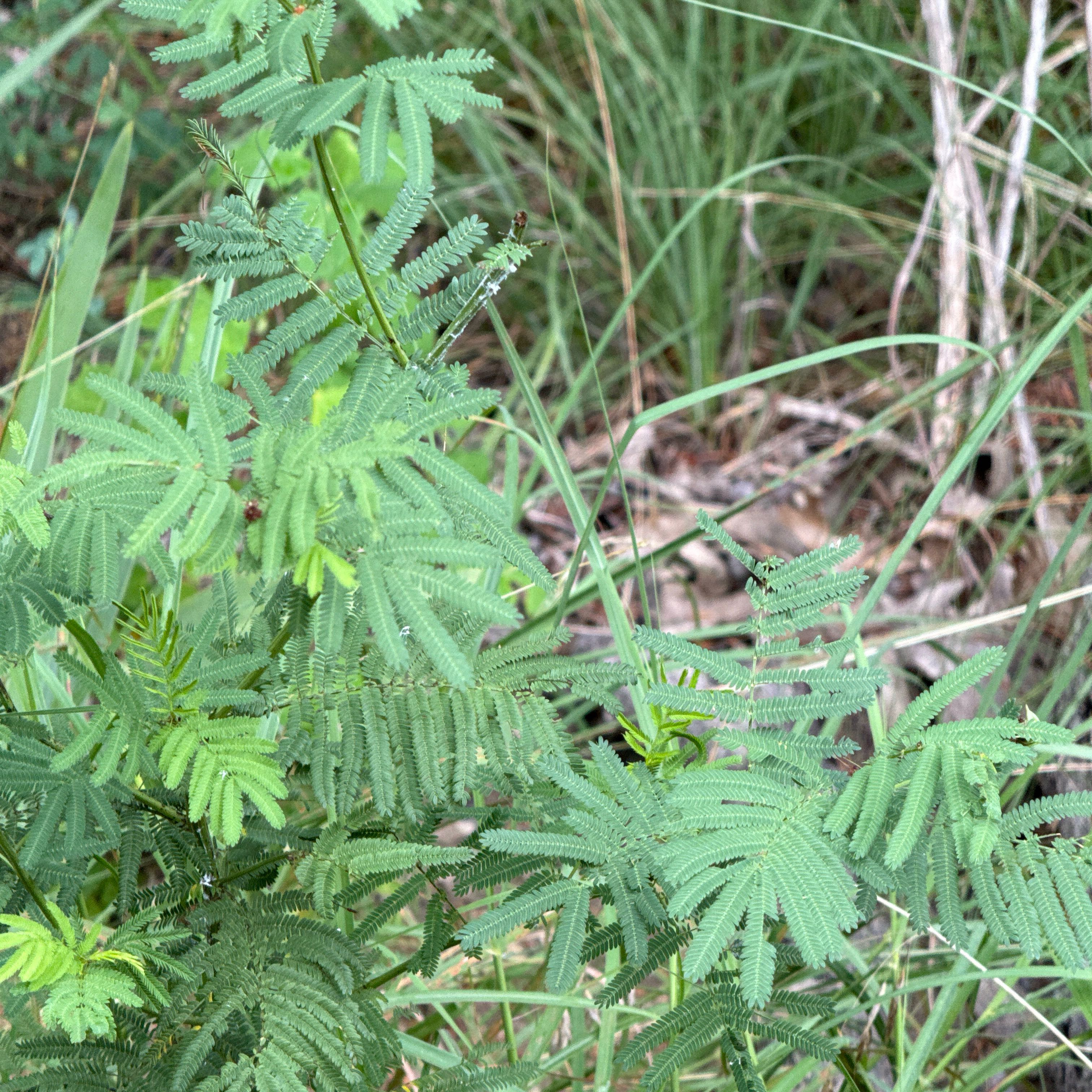 Photo of the plant species Resurrection Fern by @DesirableAtom named da Vinci on Greg, the plant care app