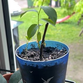 Photo of the plant species Pussy Willow by @Futura13 named Gobi on Greg, the plant care app