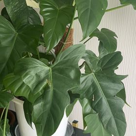 Photo of the plant species Philodendron Golden Dragon by @BoldAnahaw named Mando on Greg, the plant care app