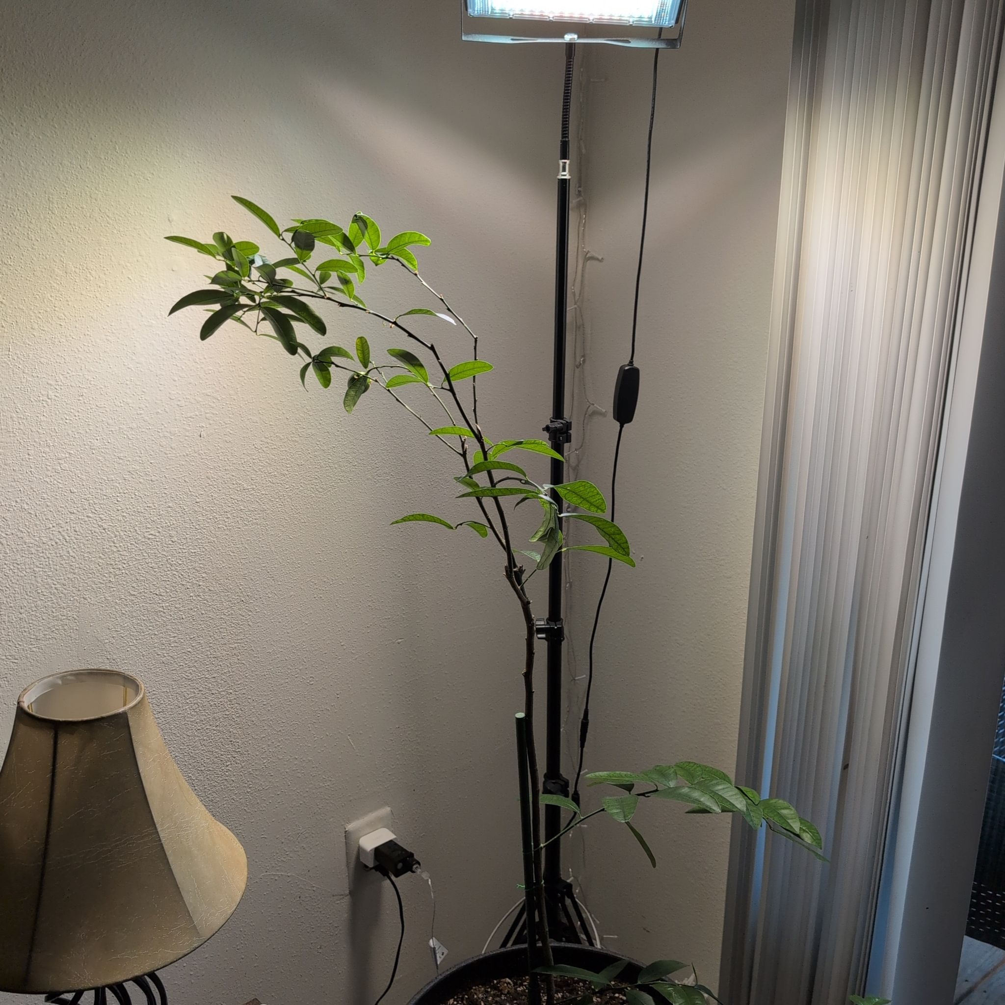 Photo of the plant species Limequat by @SwellRibbonwood named Limequat on Greg, the plant care app